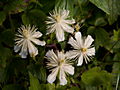 Clematis vitalba Paul Farges IMG_7134 Powojnik